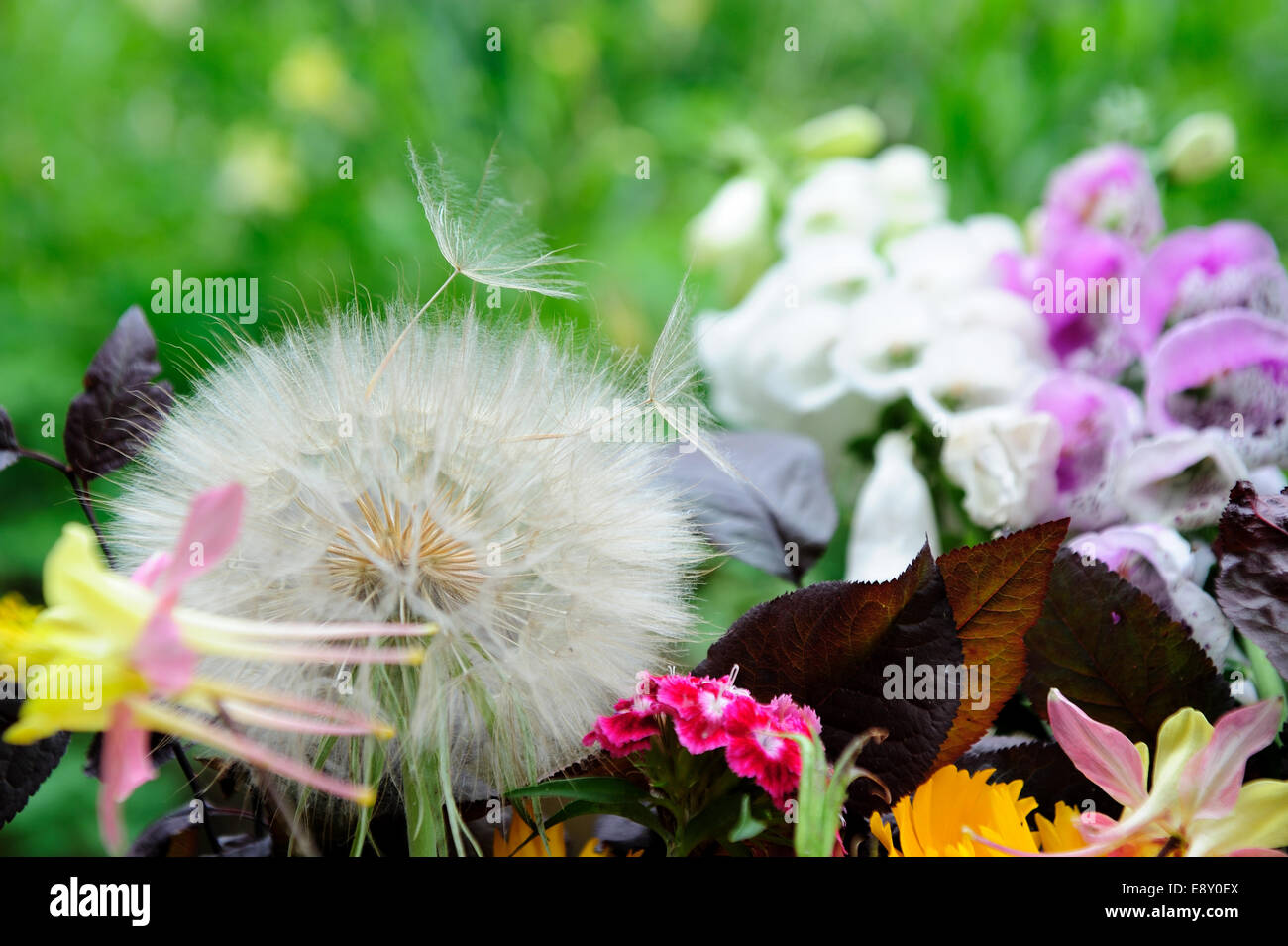 Giant Dandelion Puffball Stock Photo