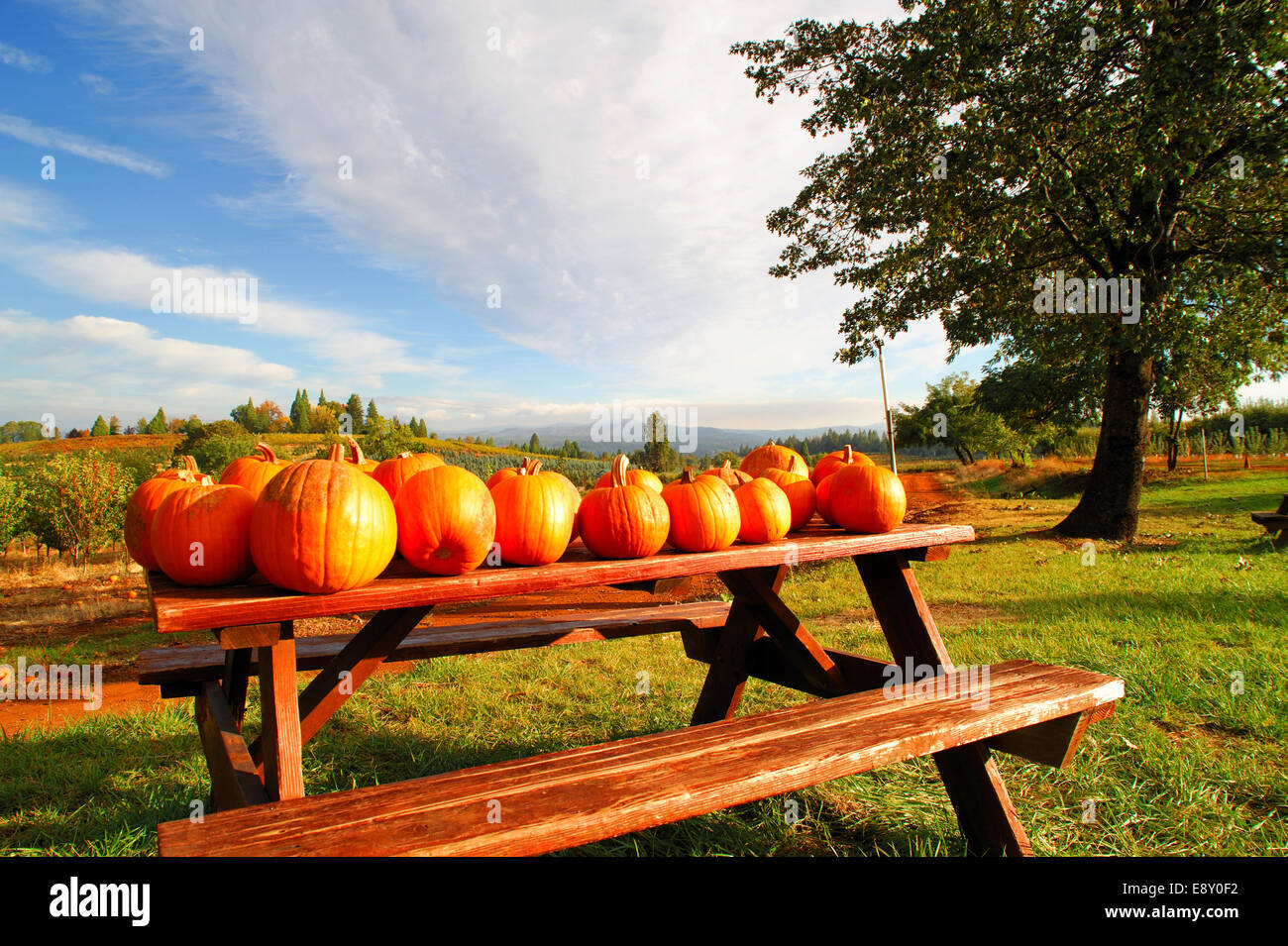 Pumpkins On A Bench Stock Photo