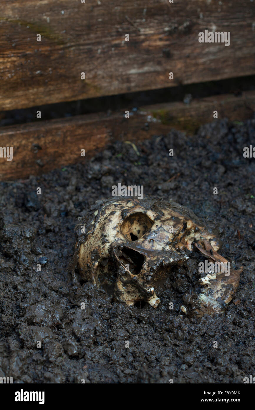 Real human skull figured as tragic scene Stock Photo