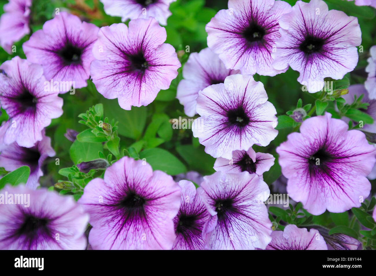 Beautiful Lavender Colored Flowers Stock Photo