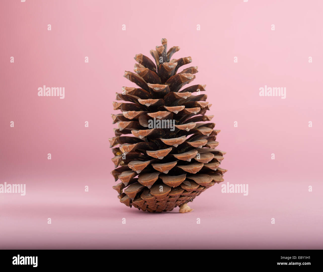 Pine Cone with pink backdrop Stock Photo