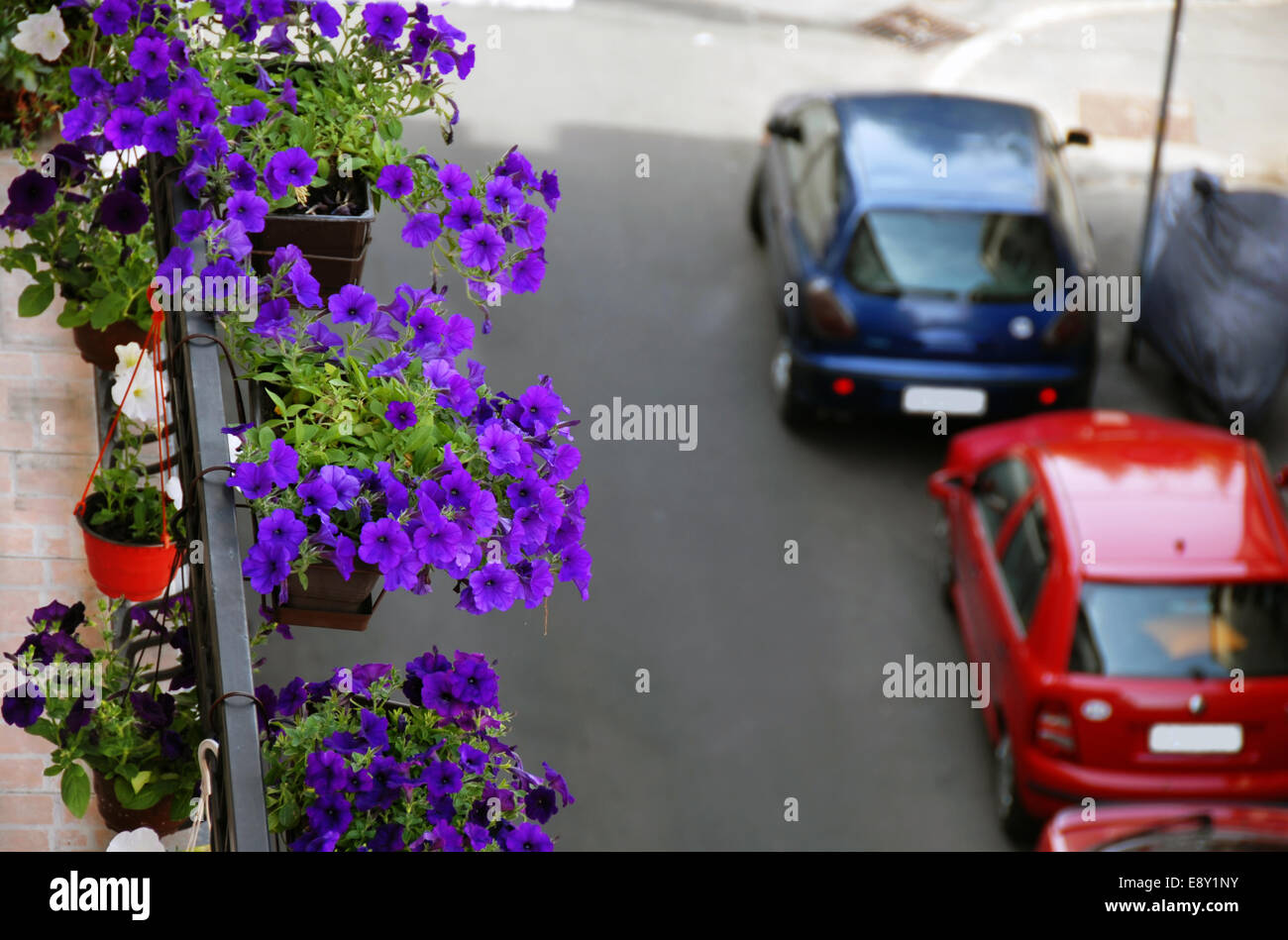 Petunias on balcony Stock Photo - Alamy