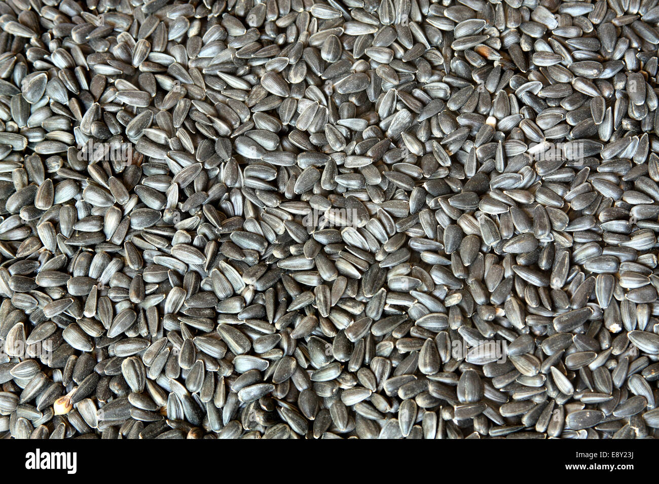 семечки полосатые. семечки серые полосатые. семечки. семена тыква волжская серая. серые семечки.