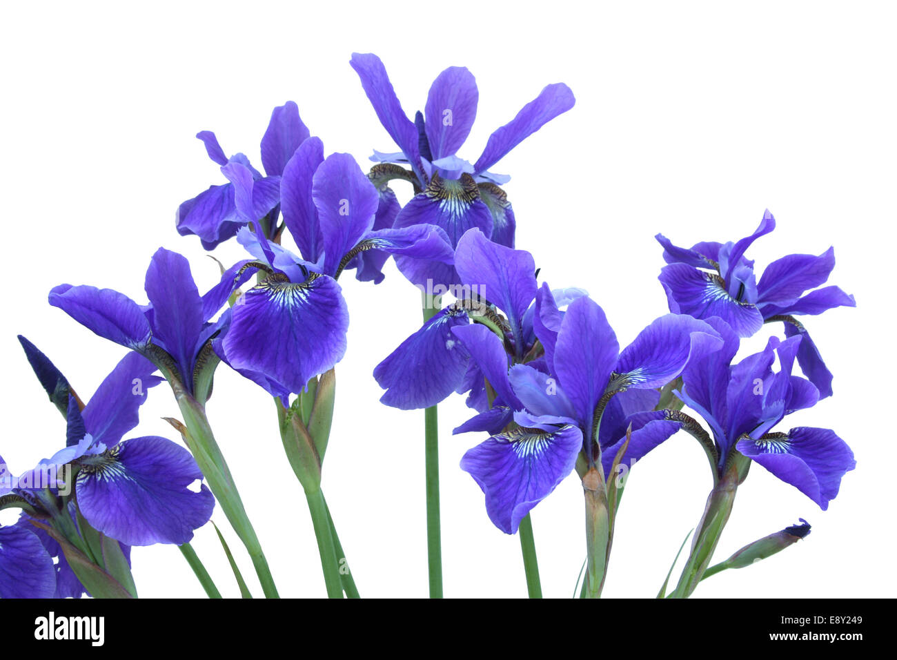 Blue Iris Bouquet. Isolated on white Stock Photo   Alamy
