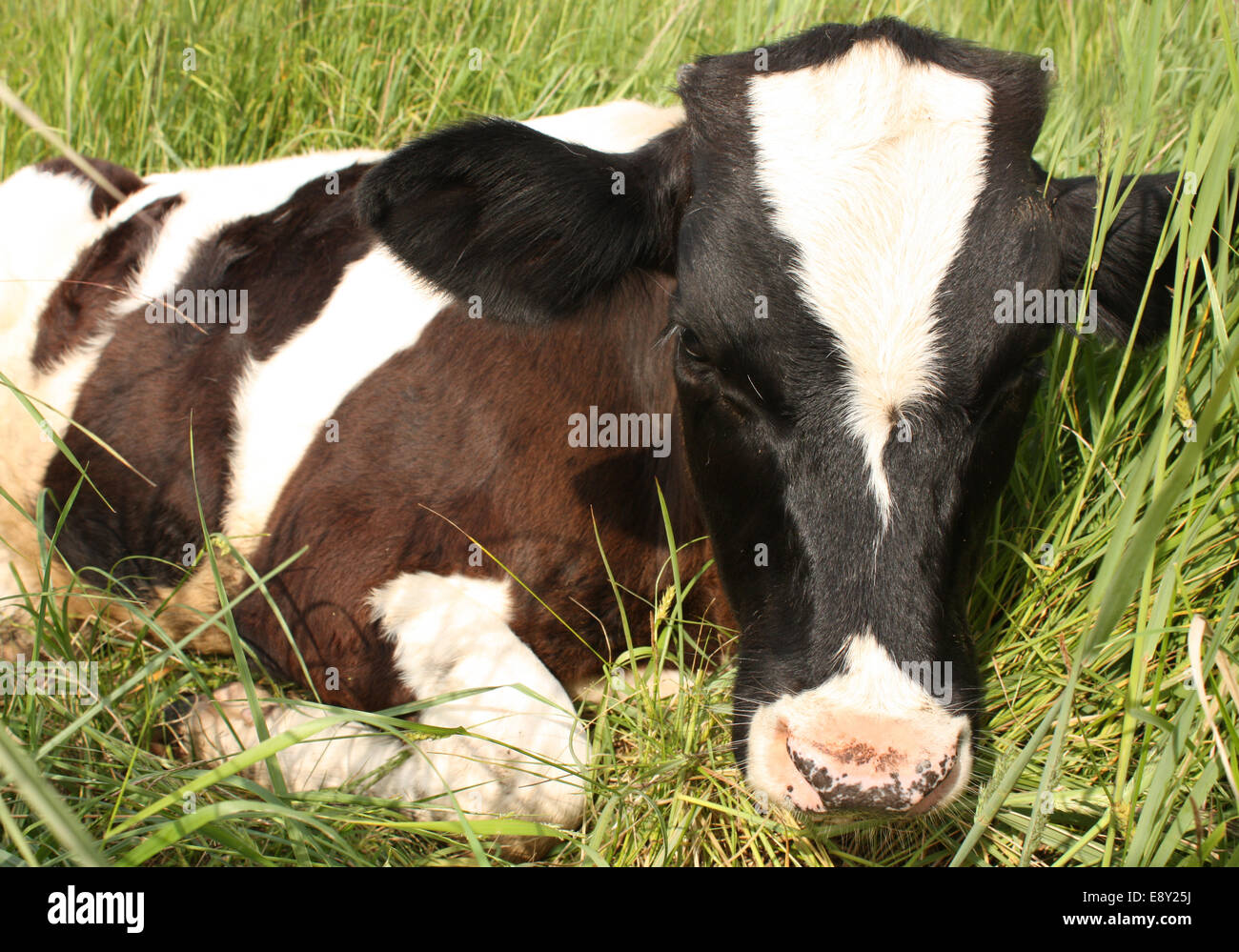 Cute Baby Cow In A Meadow Stock Photo 74353150 Alamy