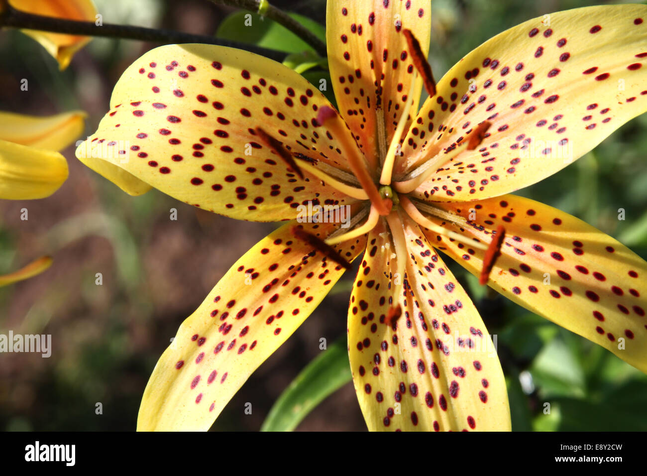 Tiger garden hires stock photography and images Alamy