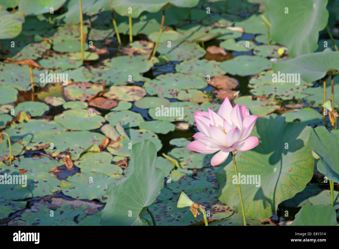 Lotus - symbol of beauty Stock Photo
