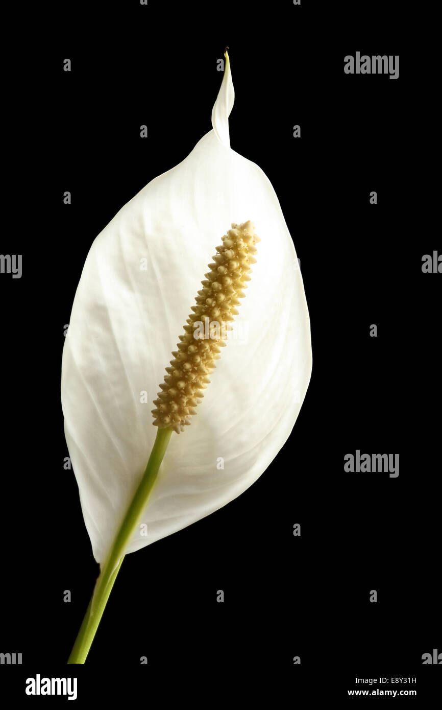 White Flower on  black background Stock Photo