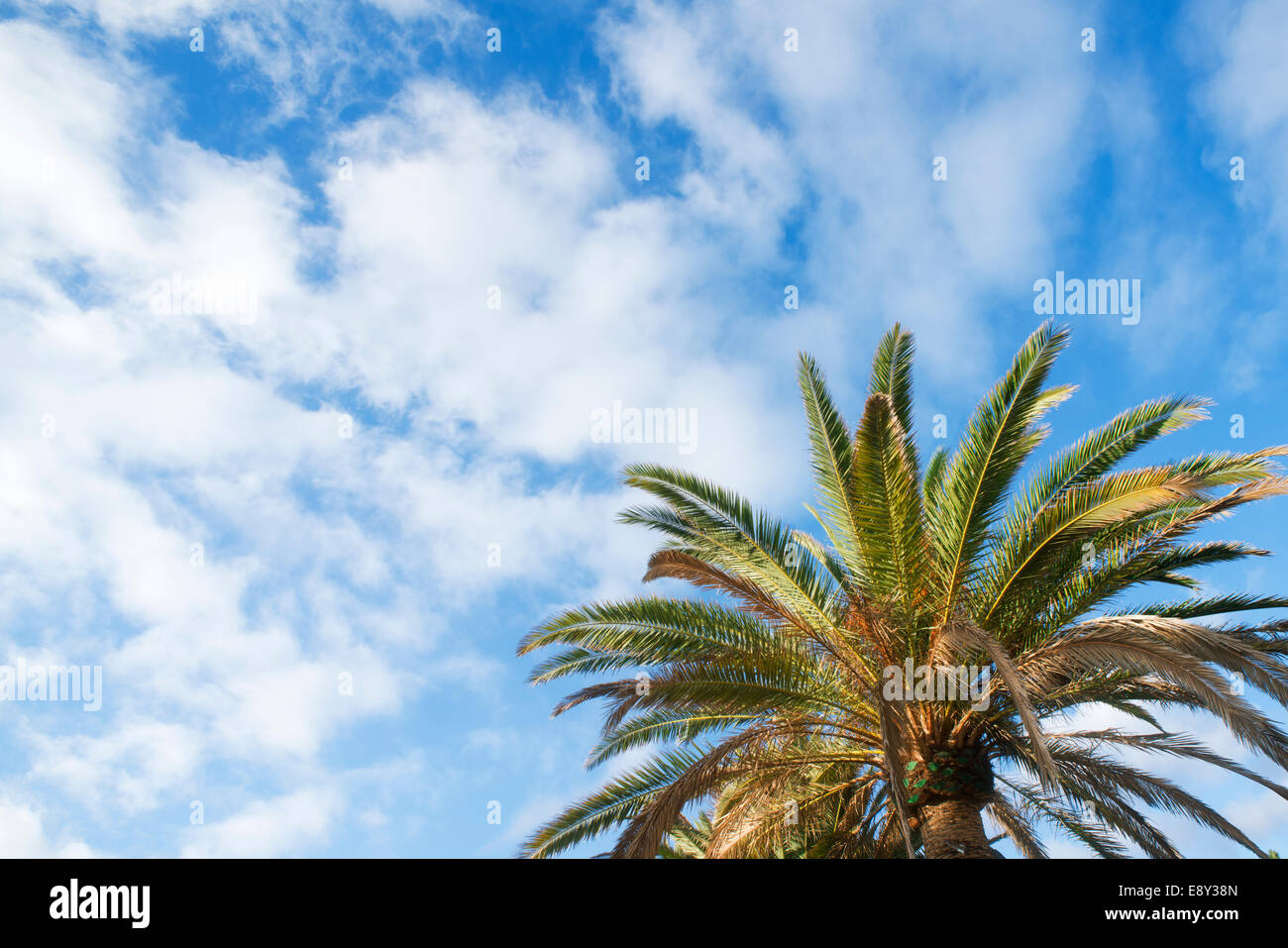 Green palm tree on blue sky with clouds background Stock Photo - Alamy