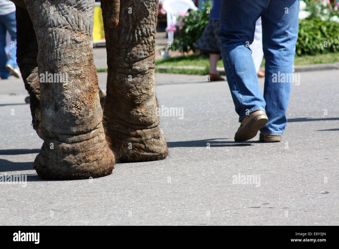 man and an elephant walking down the street Stock Photo