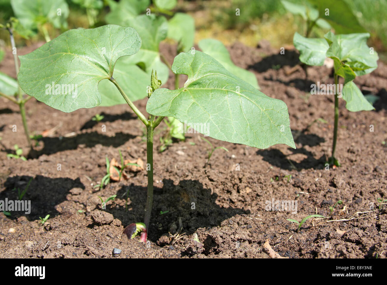 Young bean plants in the seedbed Stock Photo