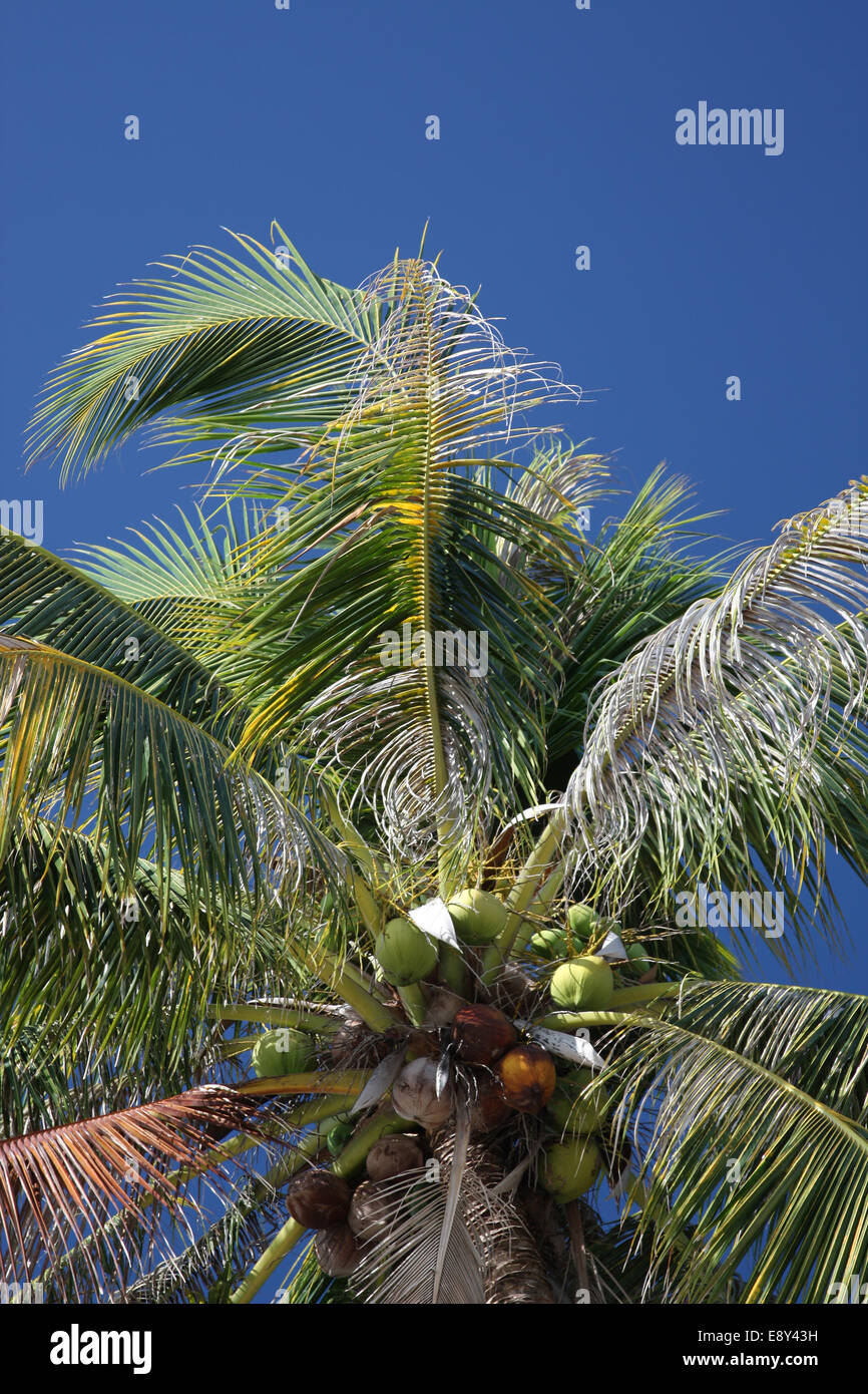 Coconuts on a palm tree Stock Photo Alamy