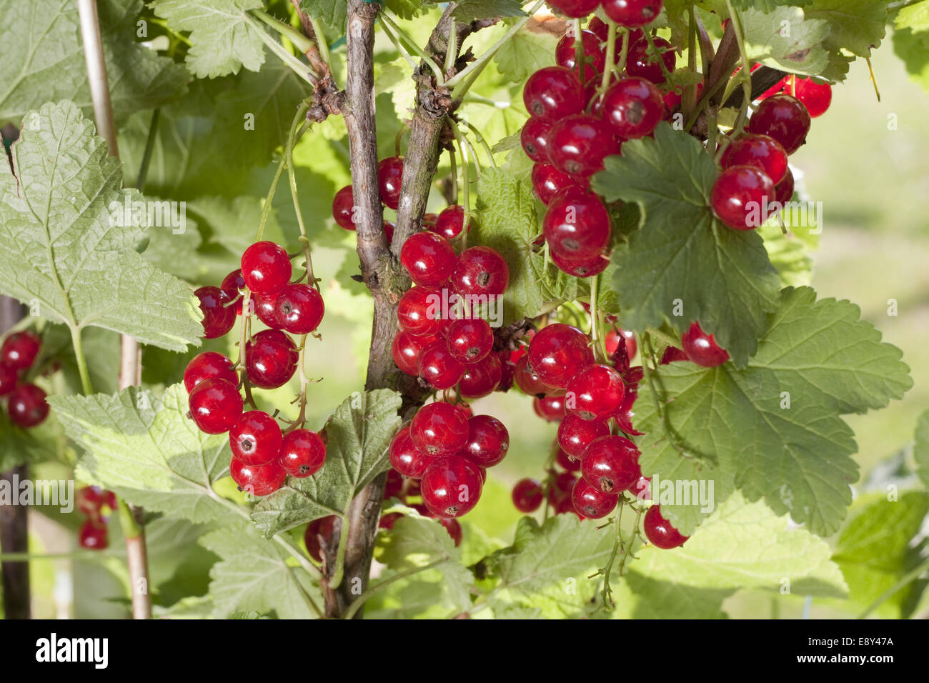 red currant bush Stock Photo Alamy