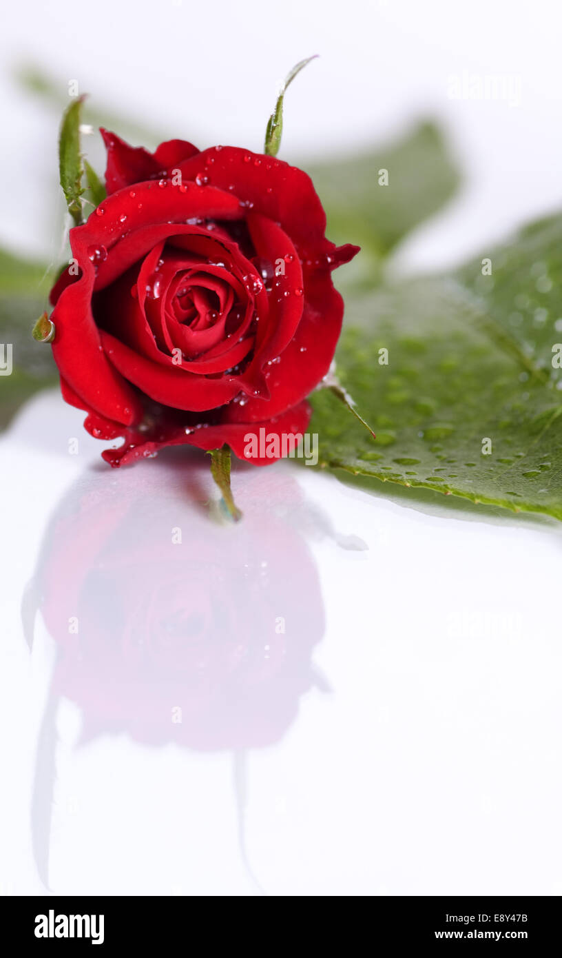 one red rose blossom Stock Photo