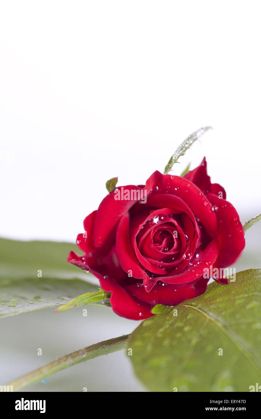 red rose blossom Stock Photo