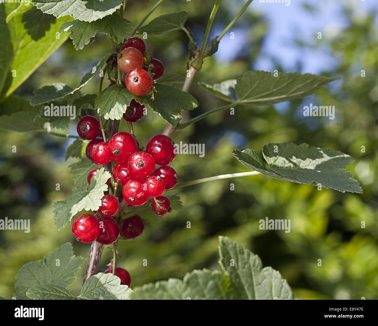 Currant conserve hi-res stock photography and images - Alamy