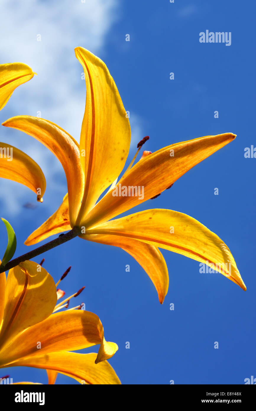 Lilies in the garden Stock Photo Alamy