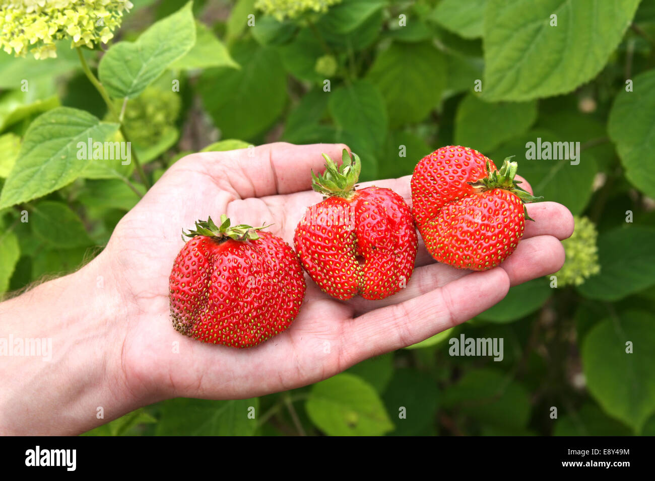 Fresh picked strawberries held over plants Stock Photo