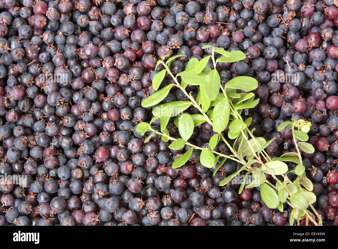 Background made from blueberry Stock Photo