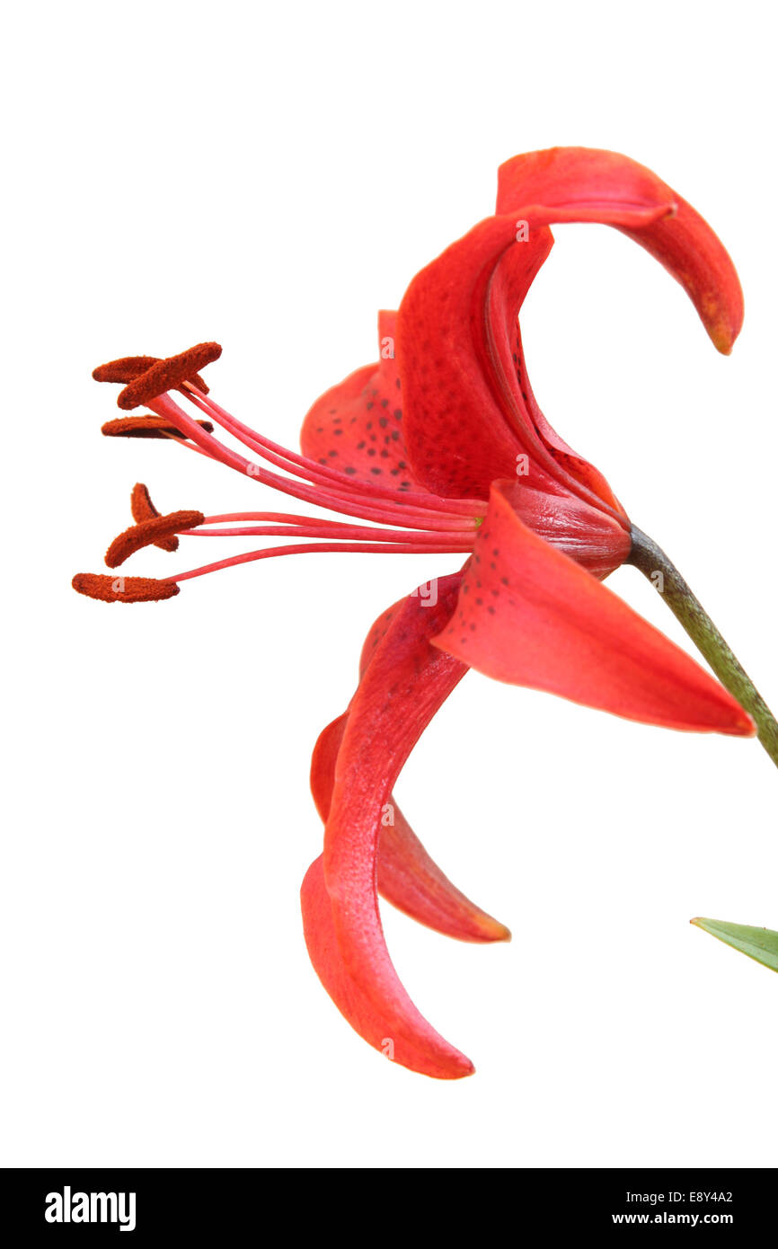 Tiger lily flower. Isolated on white Stock Photo