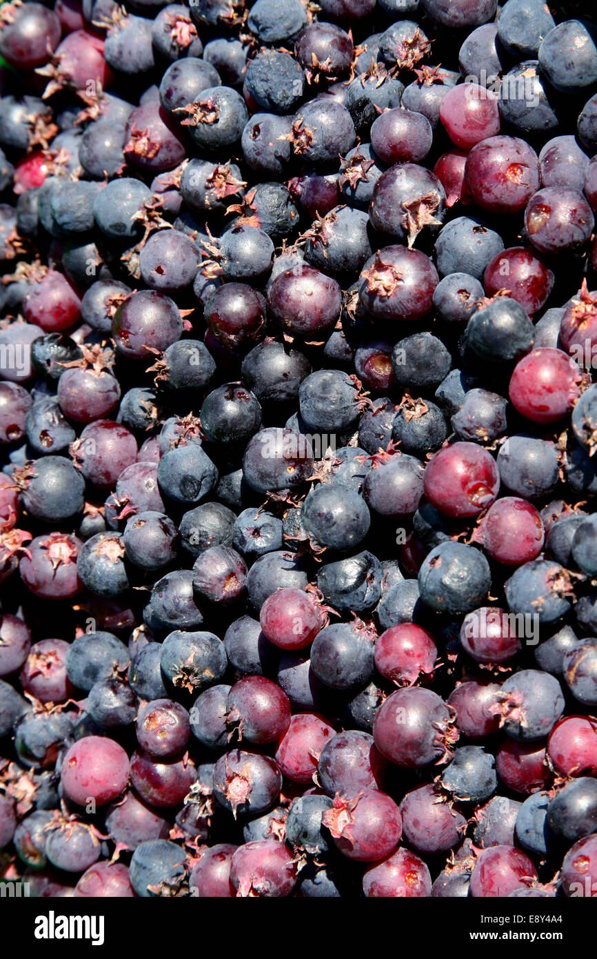 Close-up of blueberries Stock Photo