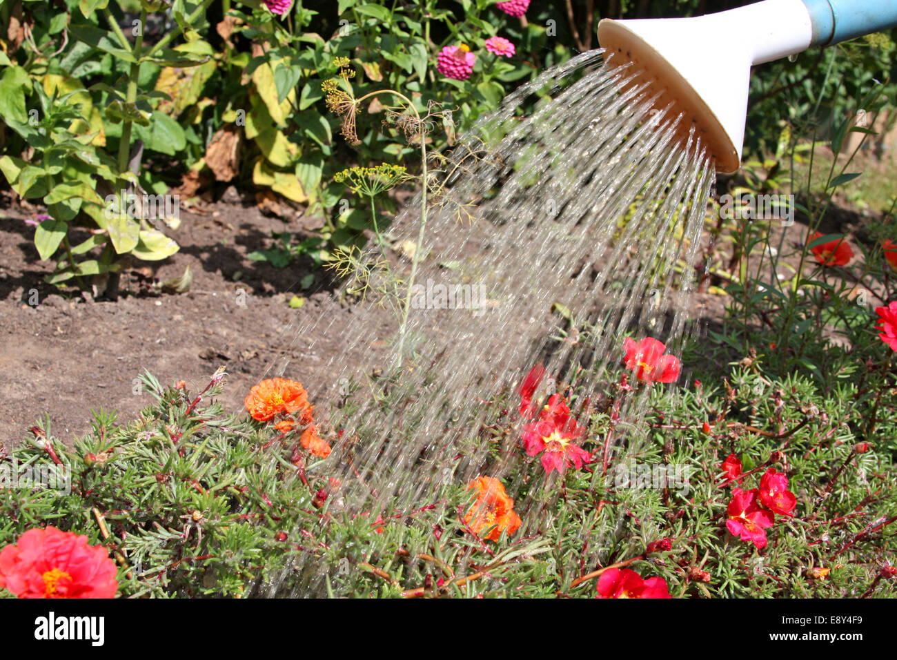 Watering flowers in sunny summer day Stock Photo Alamy