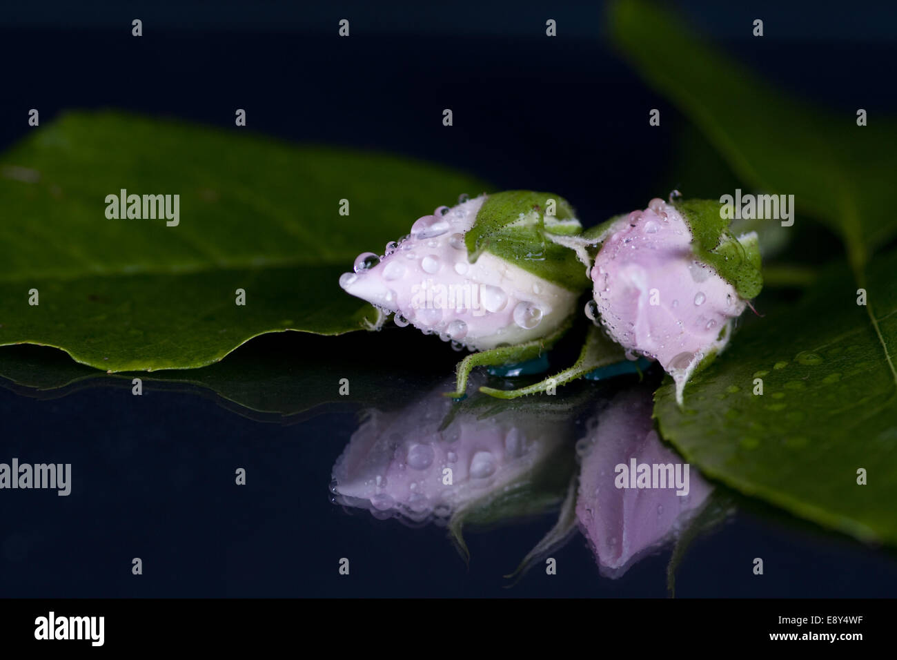 Rose blooms hi-res stock photography and images - Alamy