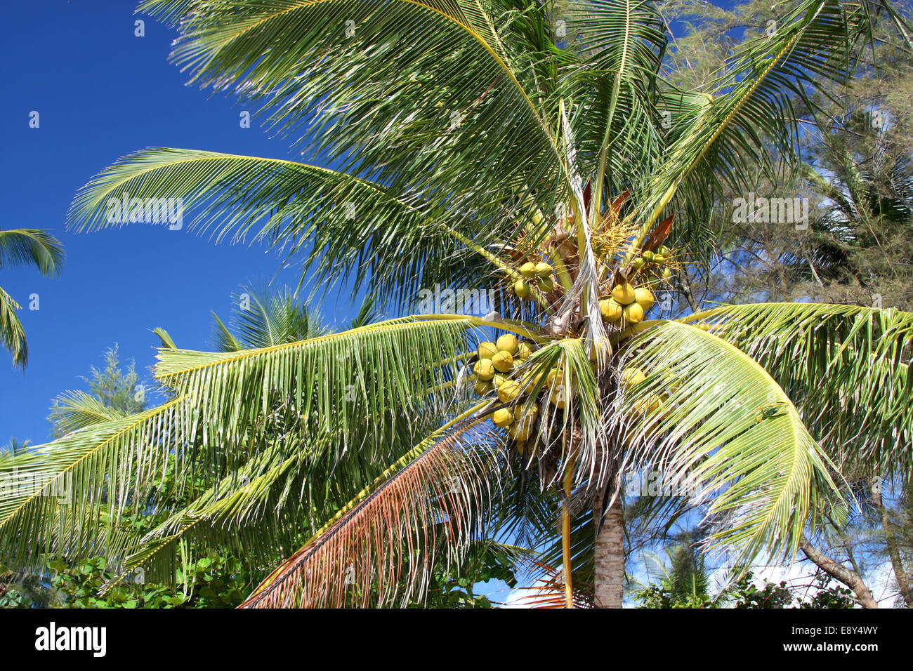 Coconuts on a palm tree Stock Photo Alamy
