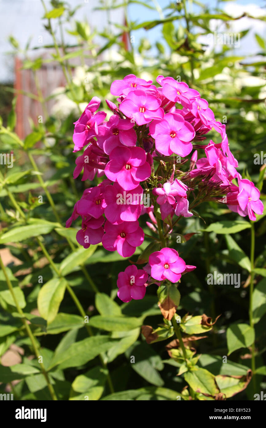 Pink phlox in a garden Stock Photo - Alamy