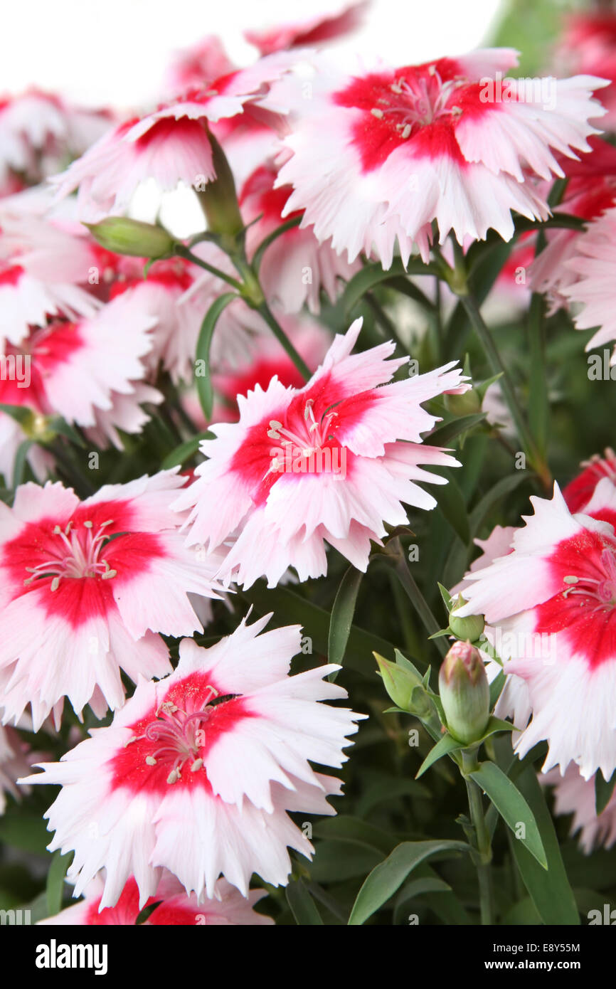 Red and white carnations on white background Stock Photo Alamy