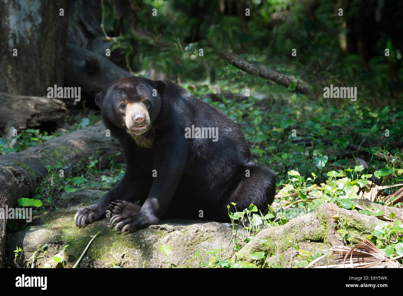 Malayan sun bear (Helarctos malayanus), Singapore zoo Stock Photo