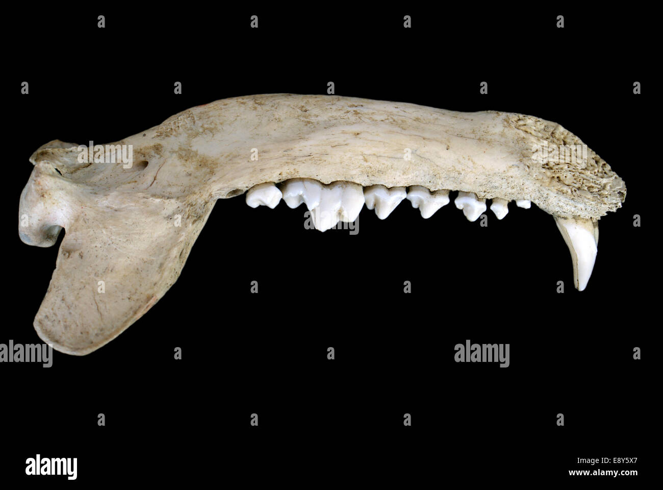 Animal jaw bone hires stock photography and images Alamy