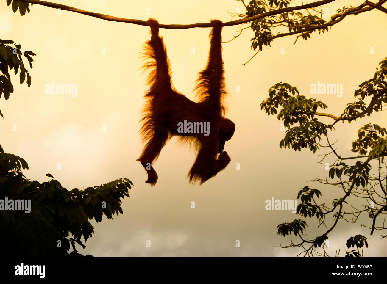 Orangutan hanging on a rope Stock Photo