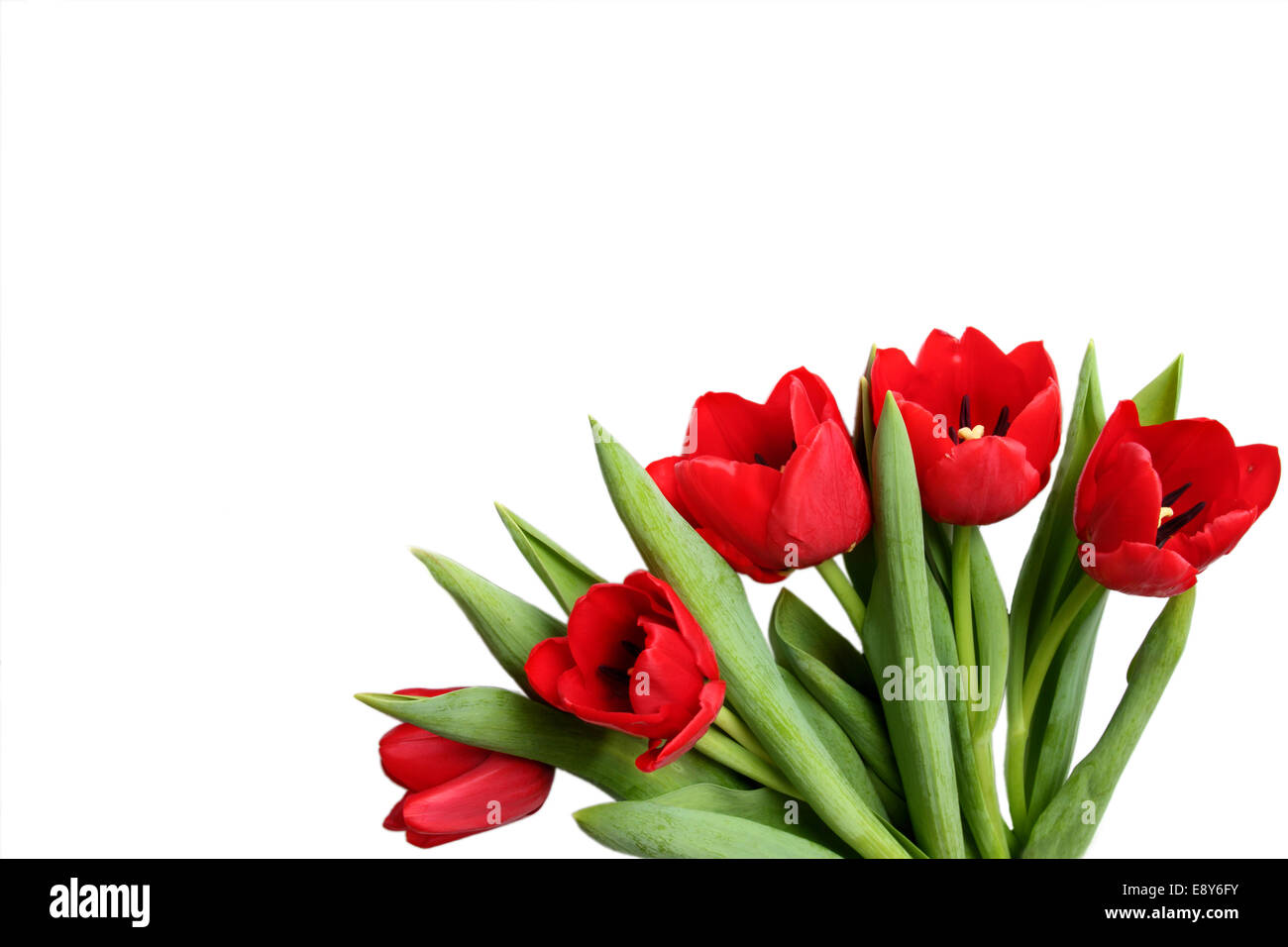Spring flower - bouquet of red tulips Stock Photo - Alamy