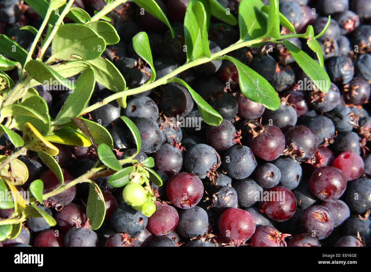 Berries and twigs of blueberry. Close-up Stock Photo