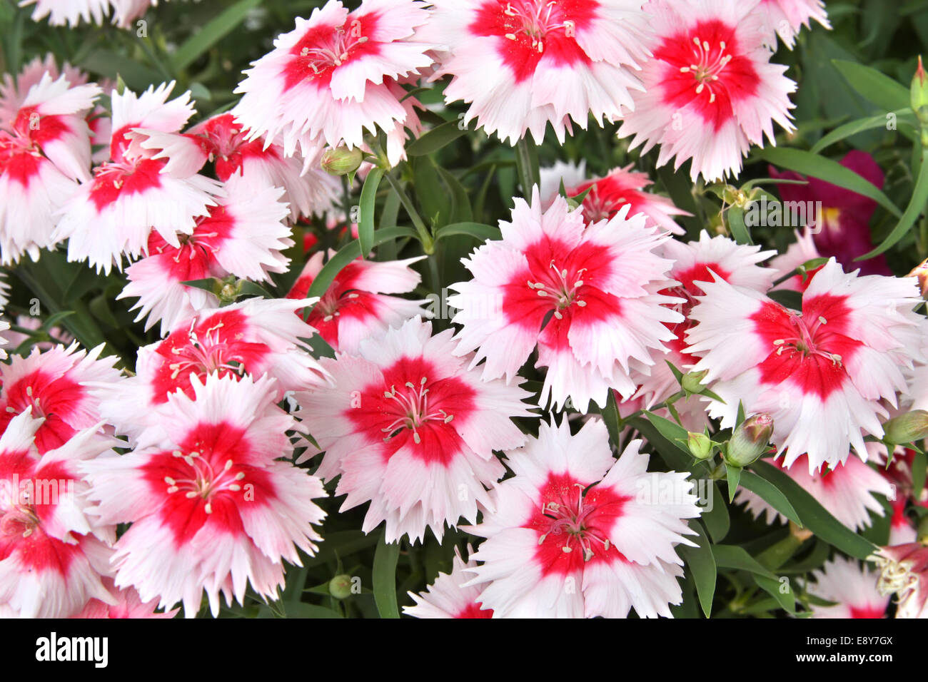 Pinks and carnations hires stock photography and images Alamy