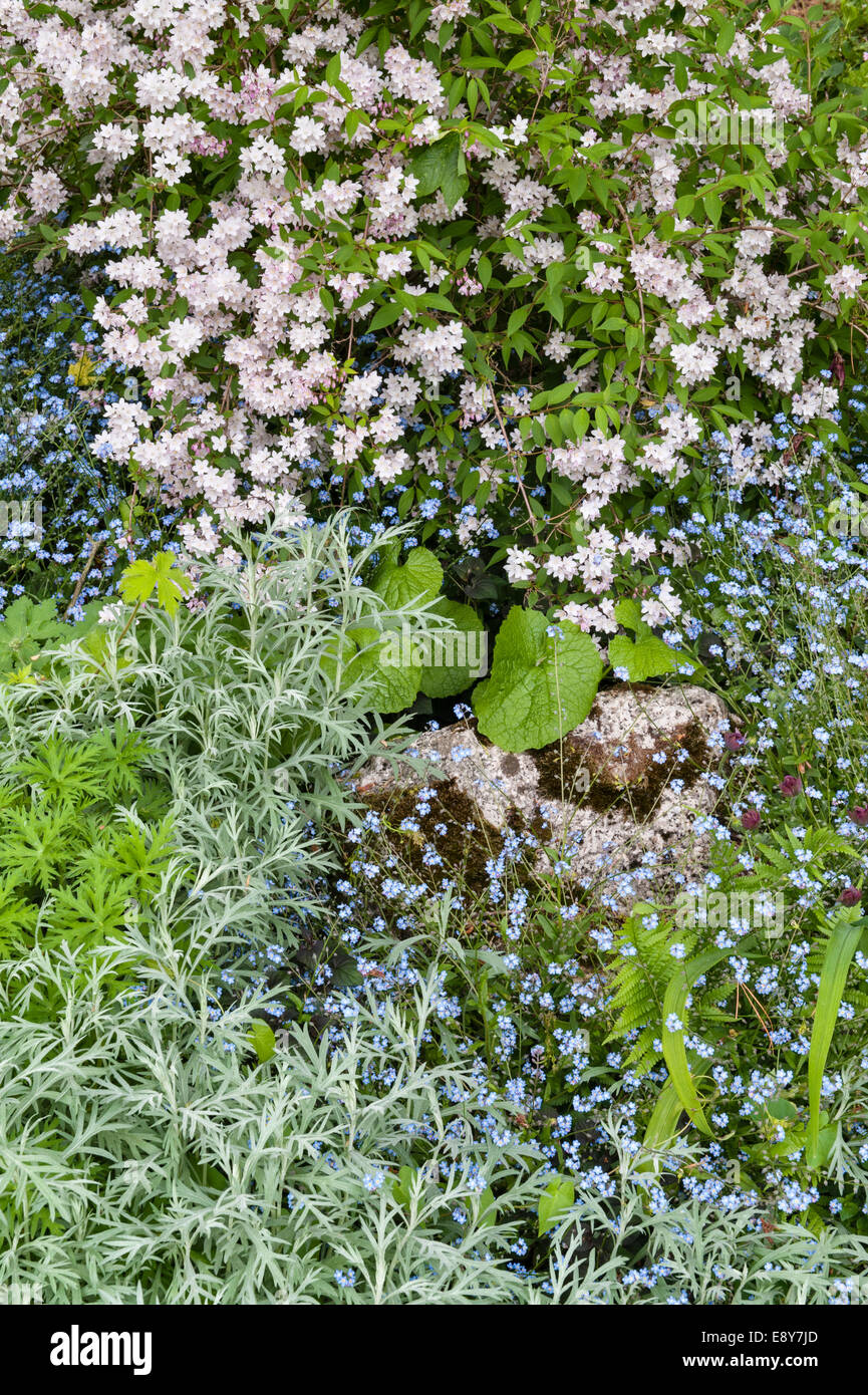 Marsh Villa Garden, Par, Cornwall, UK. Deutzia hybrida 'Mont Rose', artemisia and forget-me-not Stock Photo