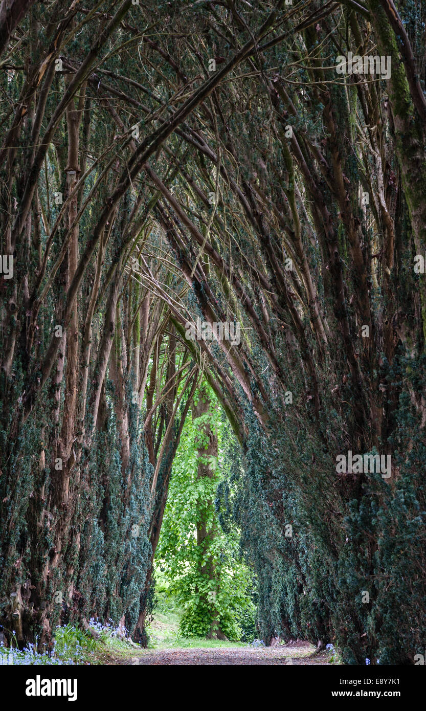 Tregrehan garden, St Austell, Cornwall, UK. An important woodland garden notable for its long shaded yew walks, laid out in the 19c Stock Photo