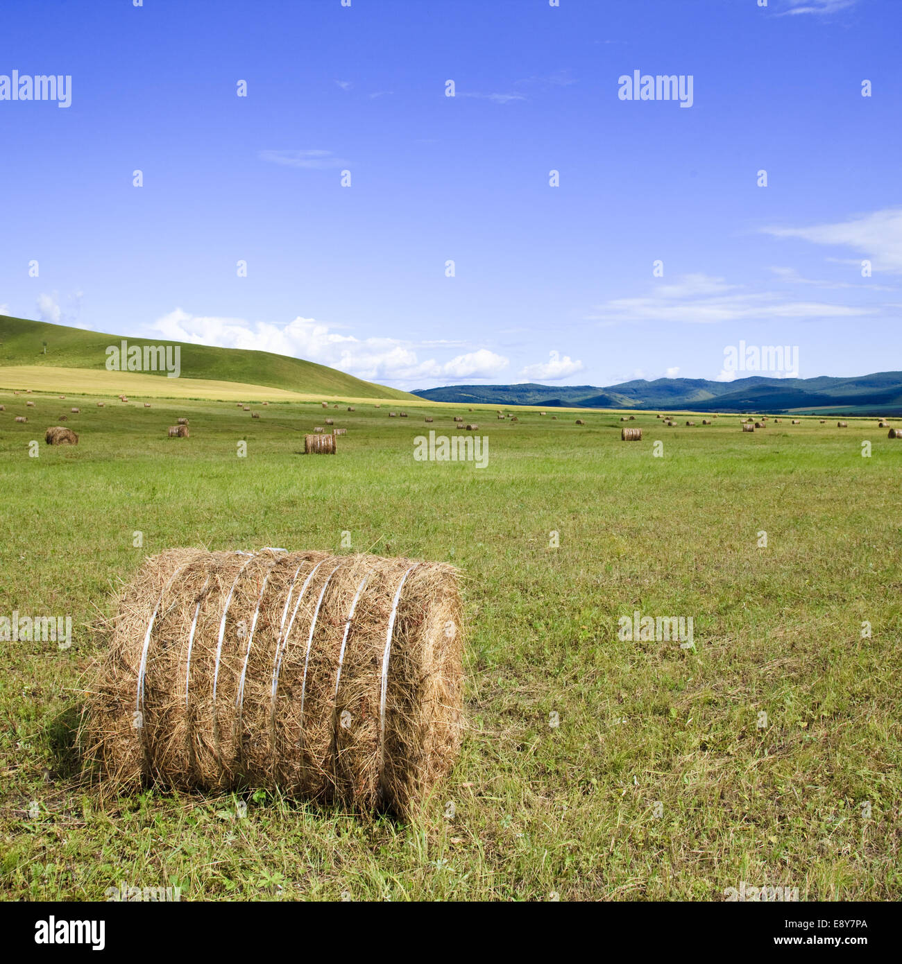 meadow of Inner Mongolia Stock Photo