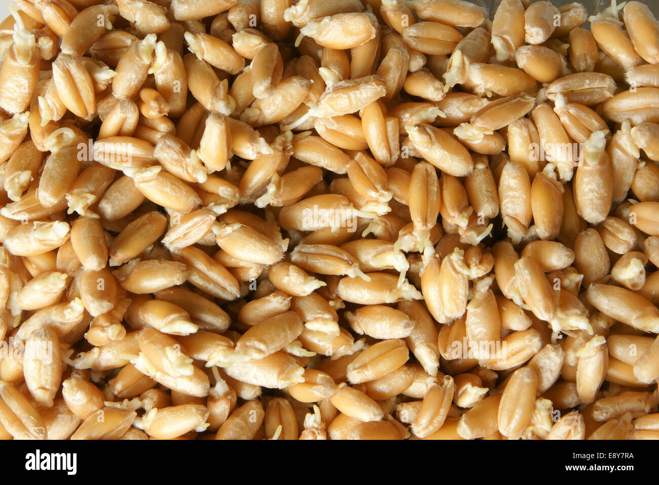 Wheat germs background Stock Photo