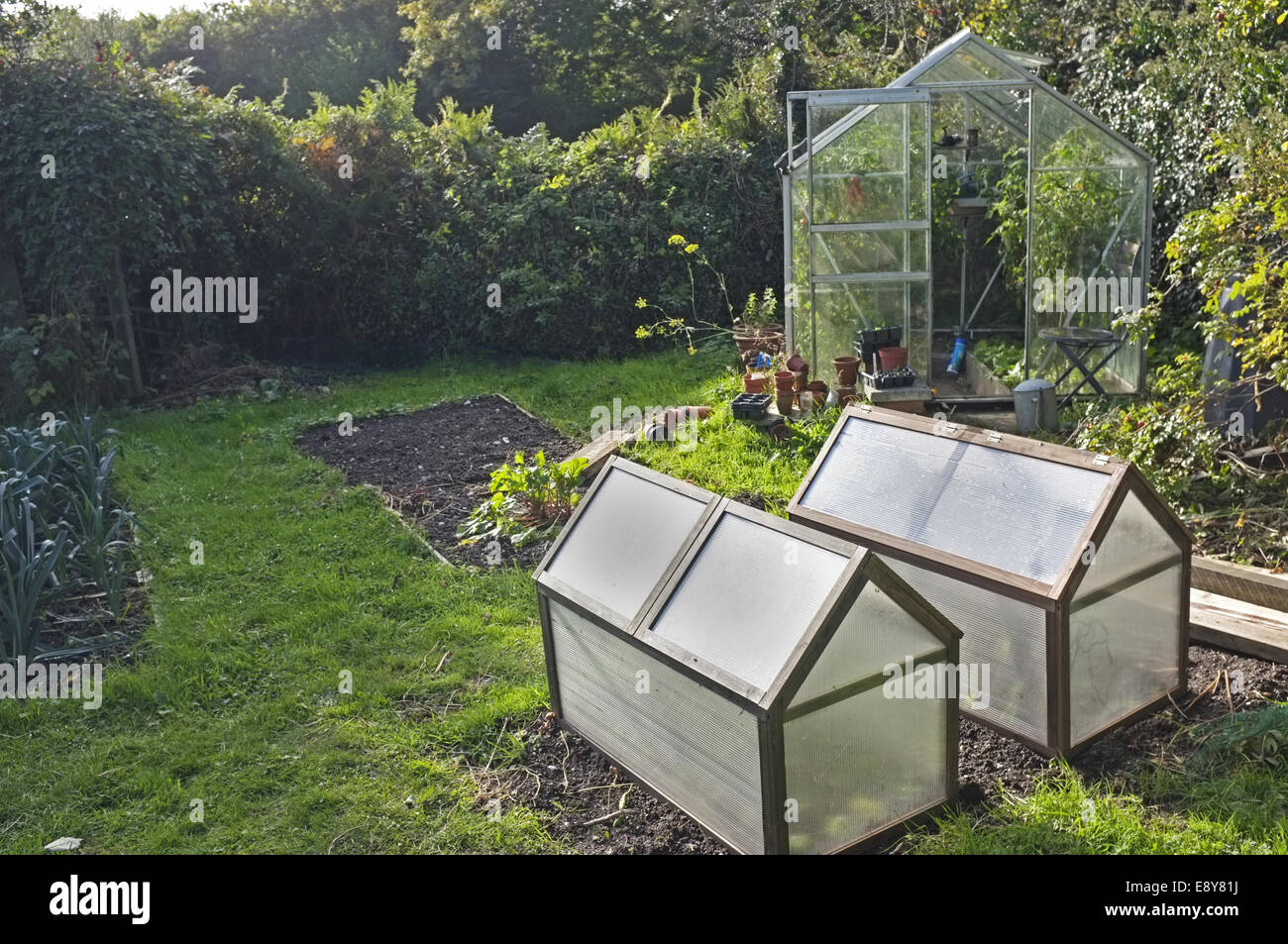 Portable cloches in a garden in Cornwall, UK used for growing winter