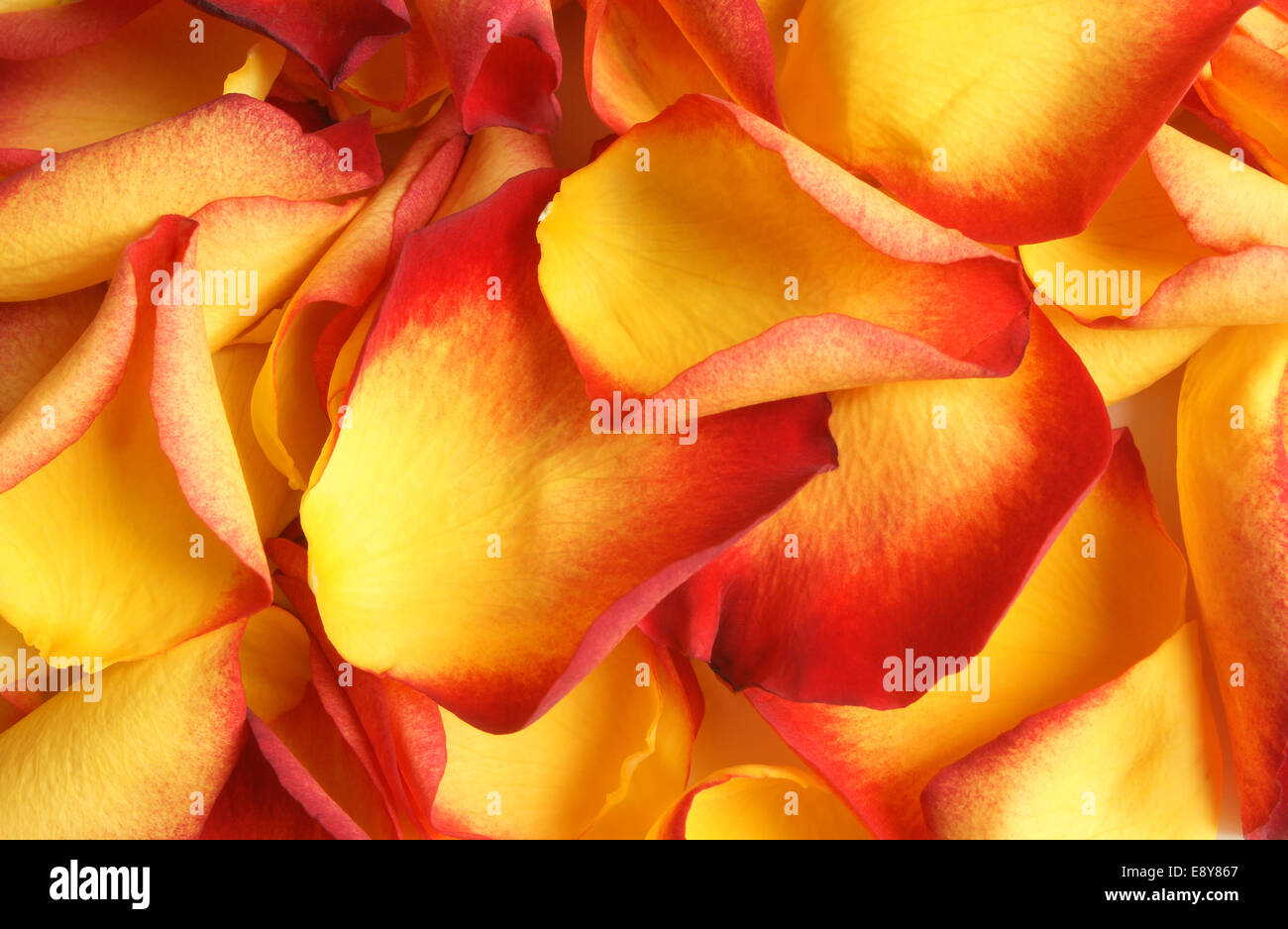 Petals of rose Stock Photo Alamy
