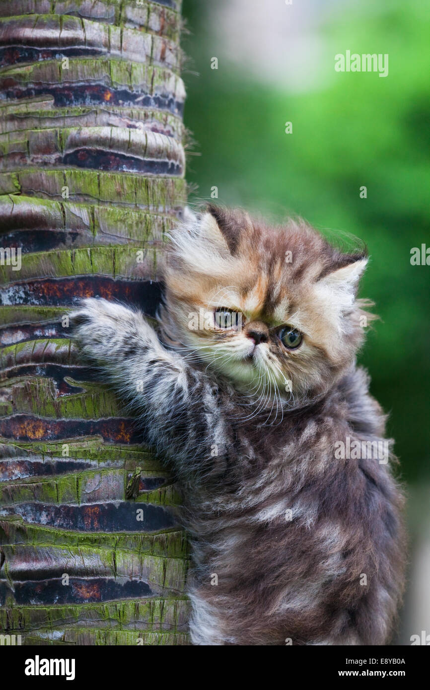 Big Cat Claws Hi Res Stock Photography And Images Alamy