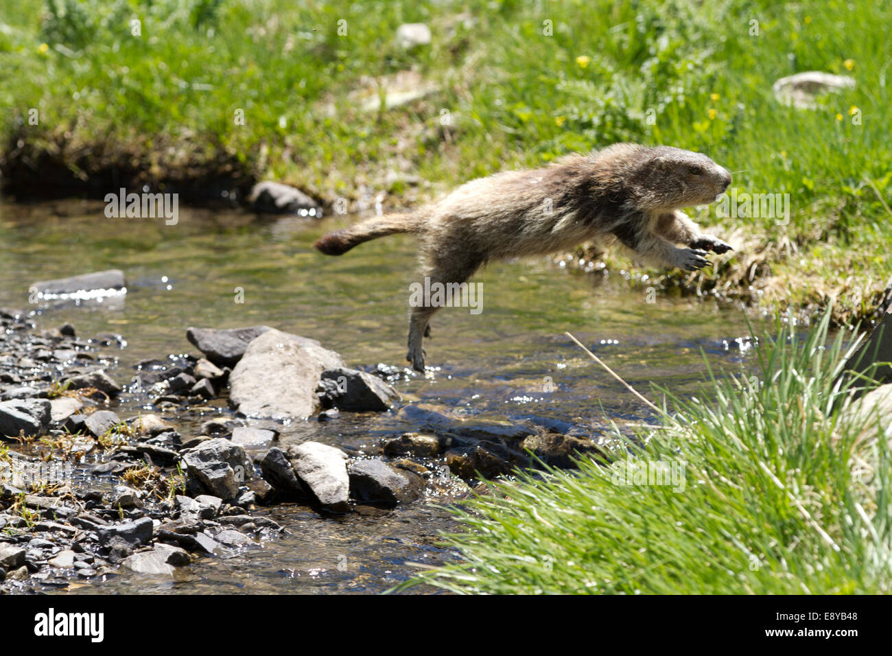Jumping Into A River High Resolution Stock Photography and Images - Alamy