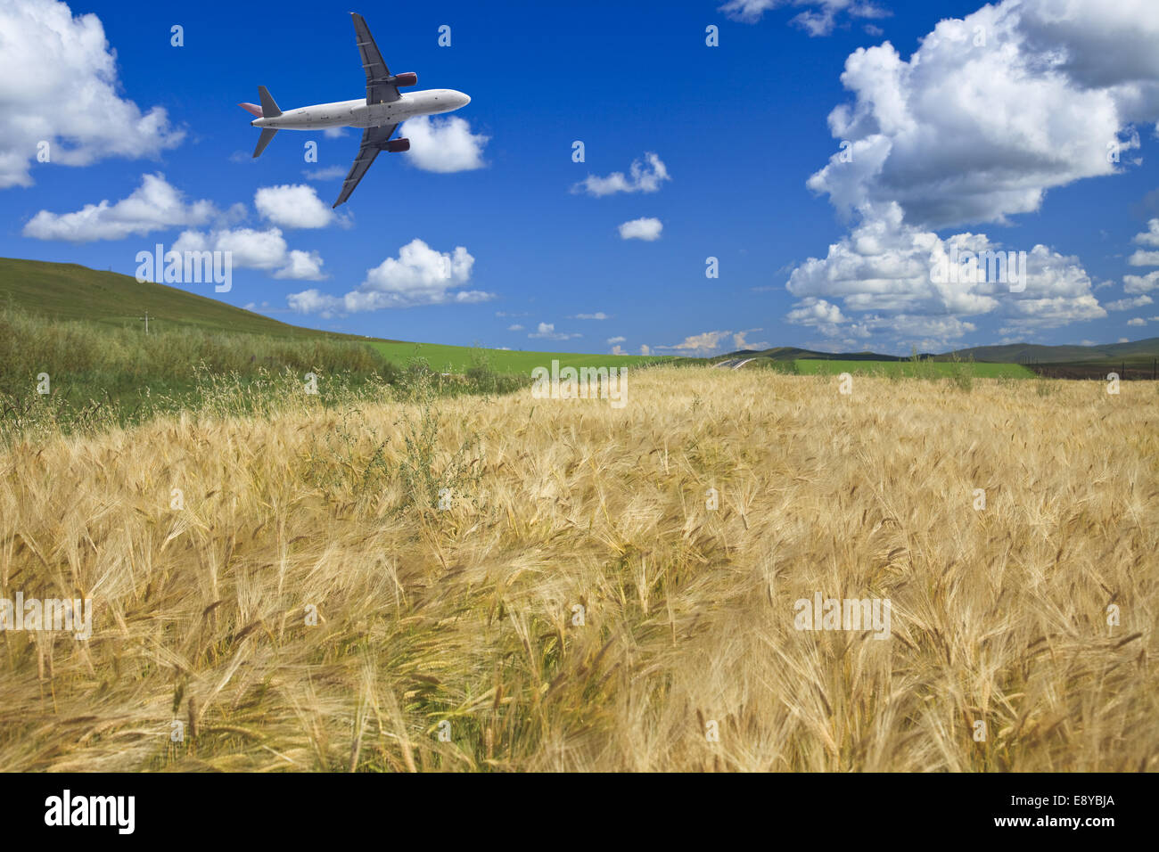 airplane and wheat field Stock Photo Alamy