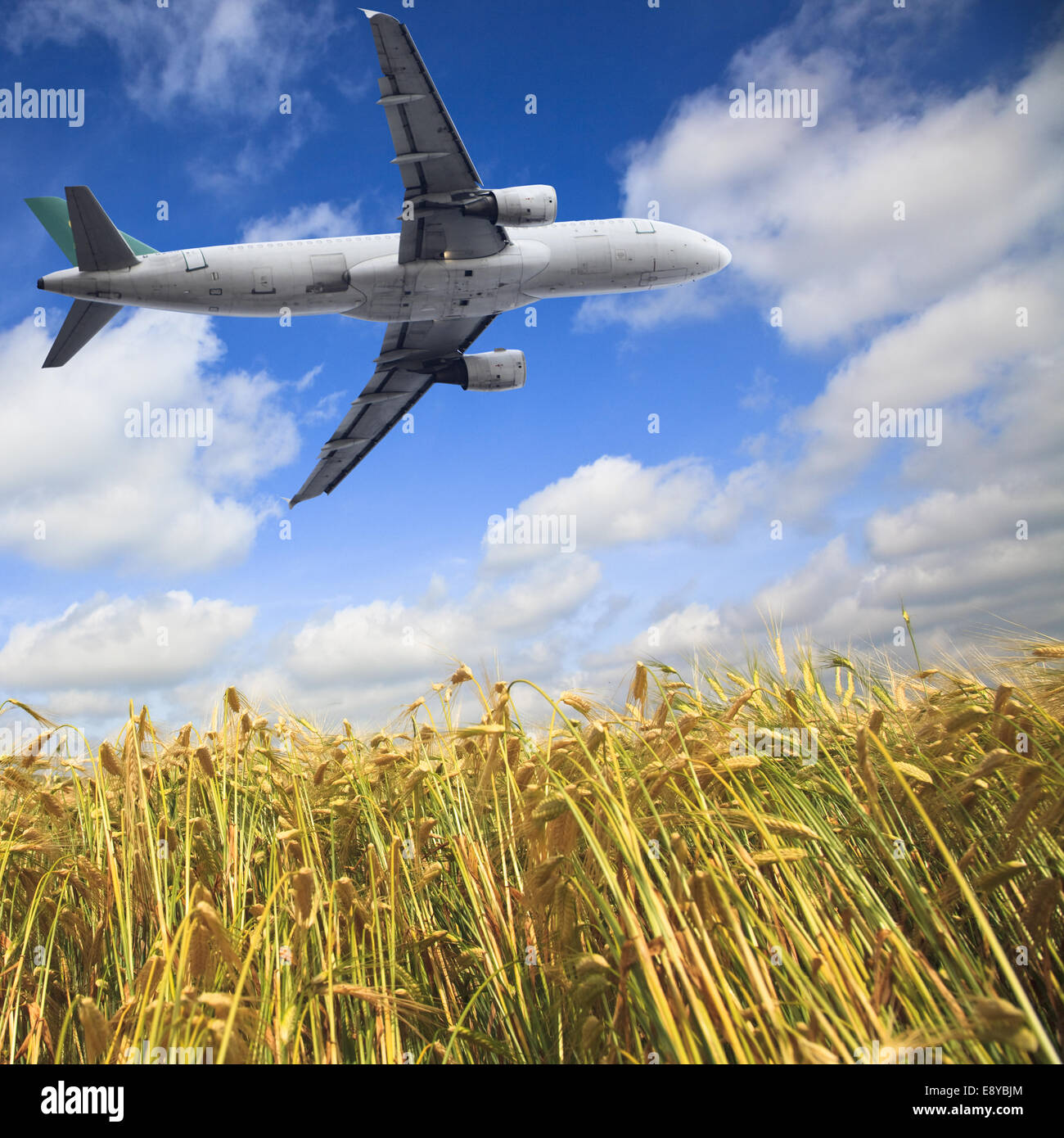 airplane and wheat field Stock Photo Alamy