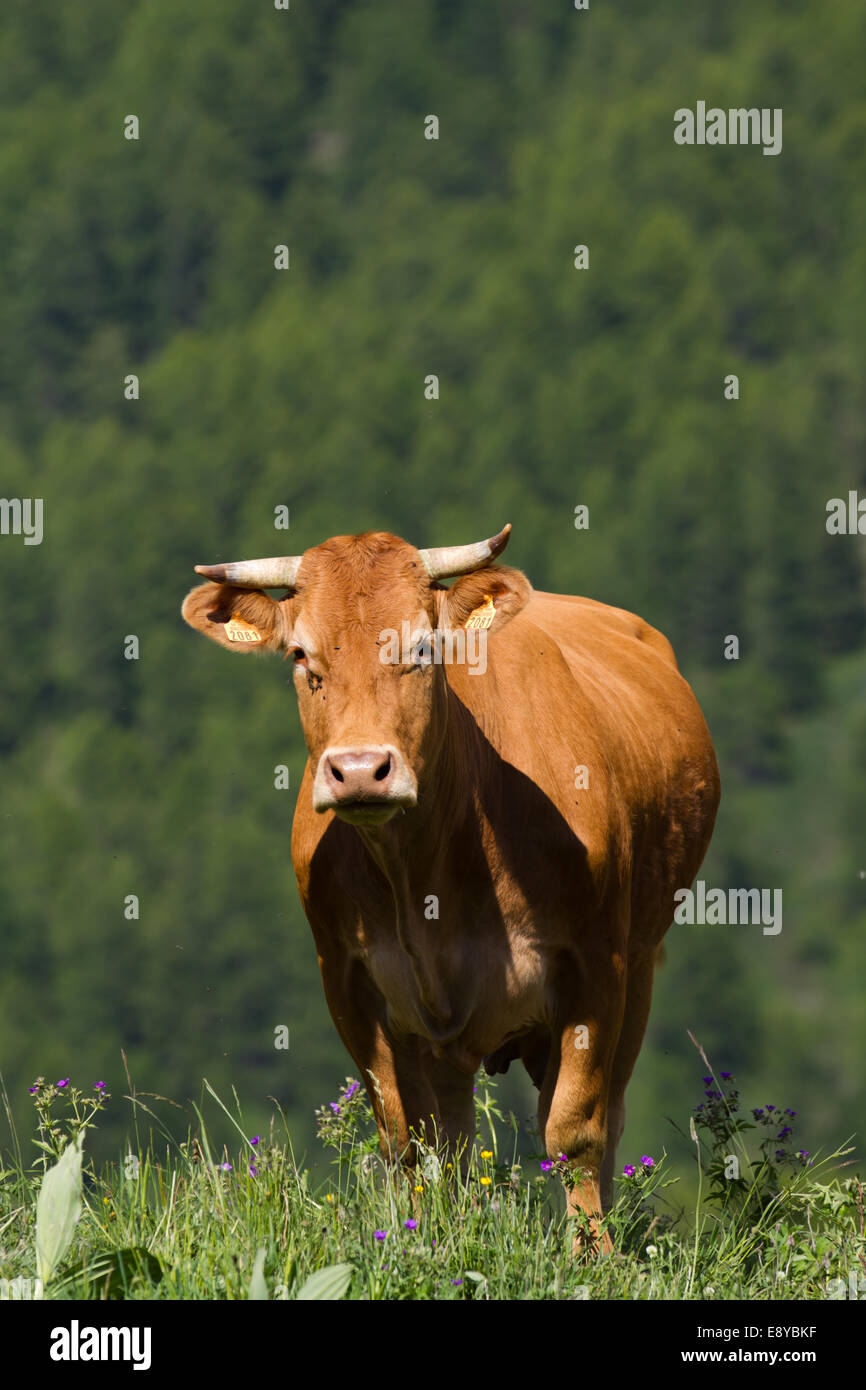 Cow in a prairie Stock Photo