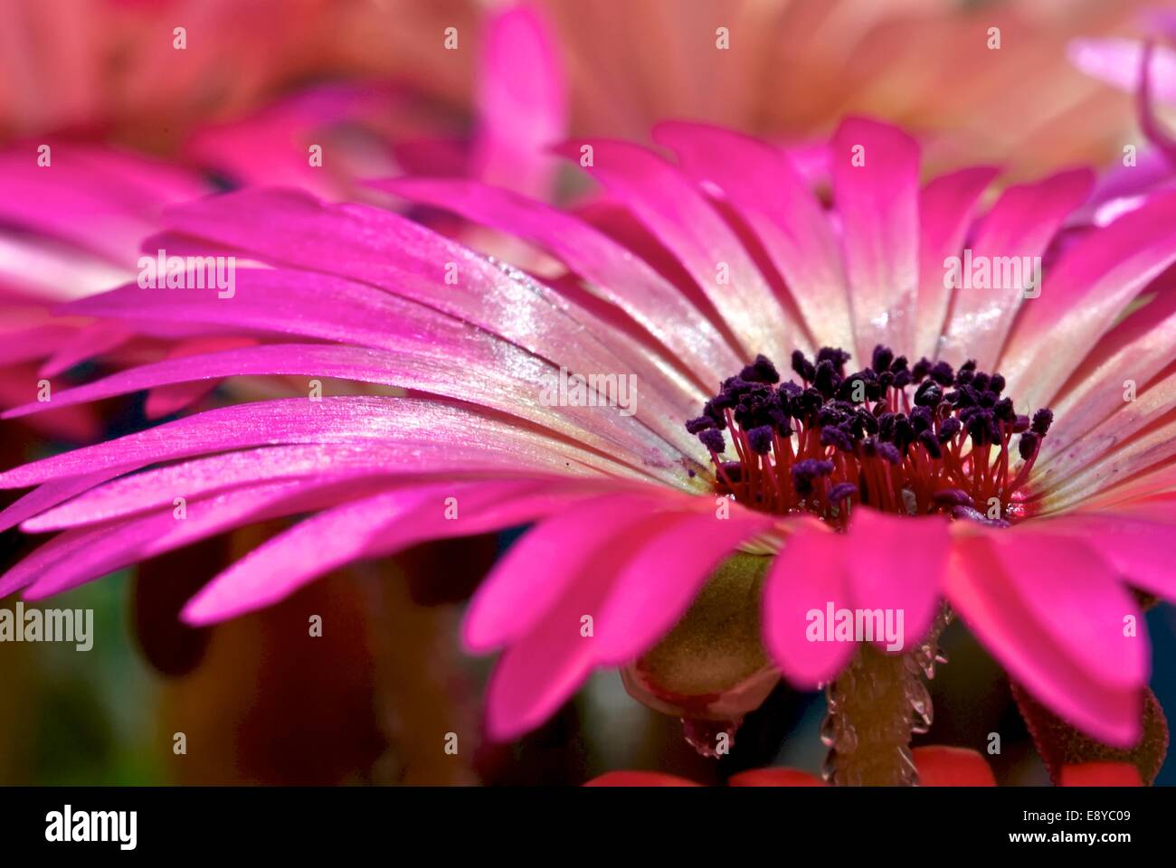 Happy and colorful flowers bloom only lunch at noon and show a wide variety of colors Stock