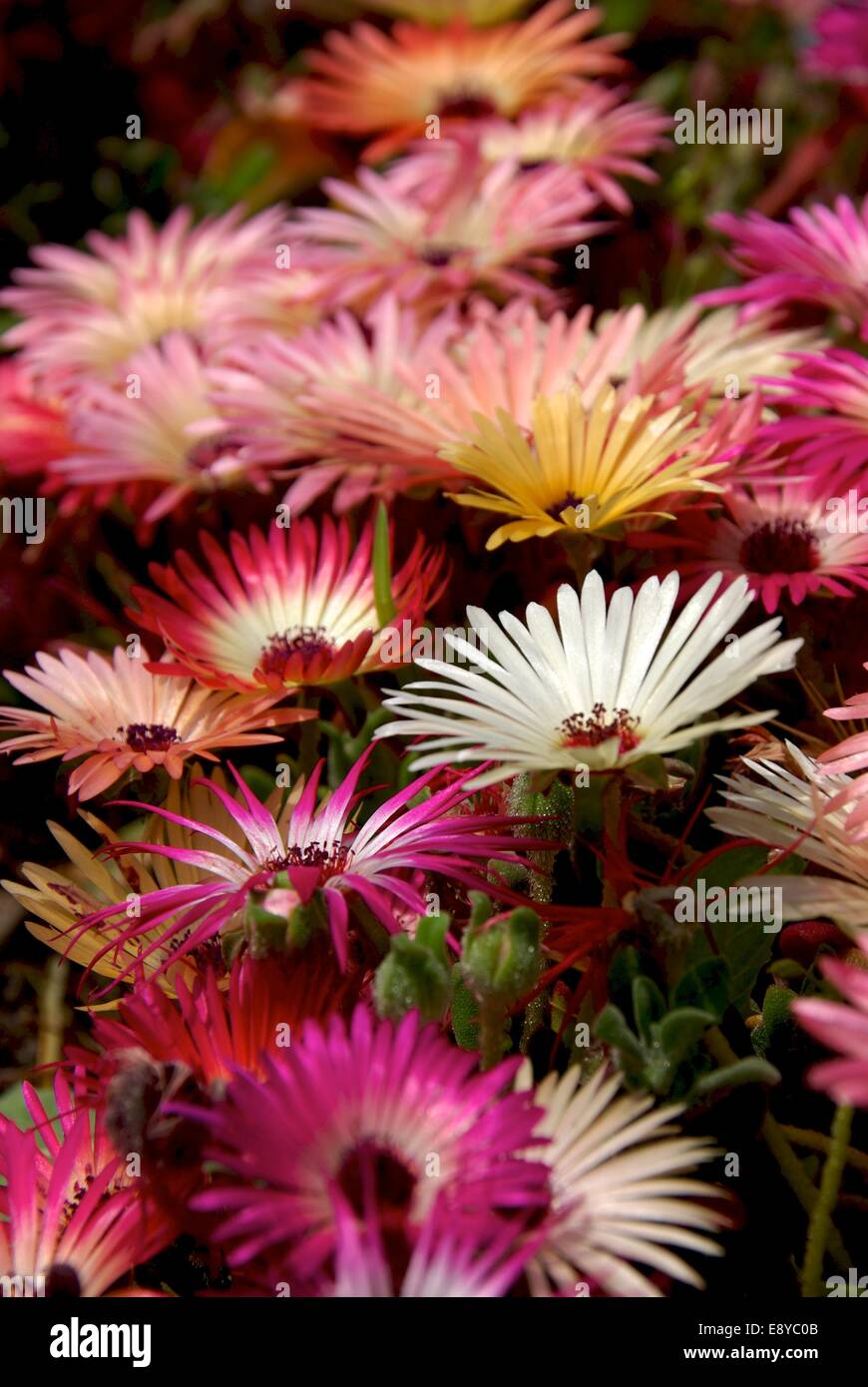 Happy and colorful flowers bloom only lunch at noon and show a wide variety of colors Stock Photo