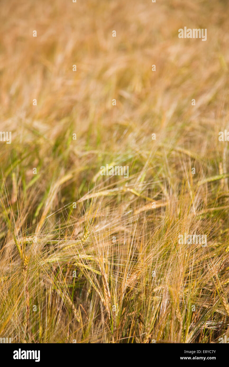 Wheaten field Stock Photo